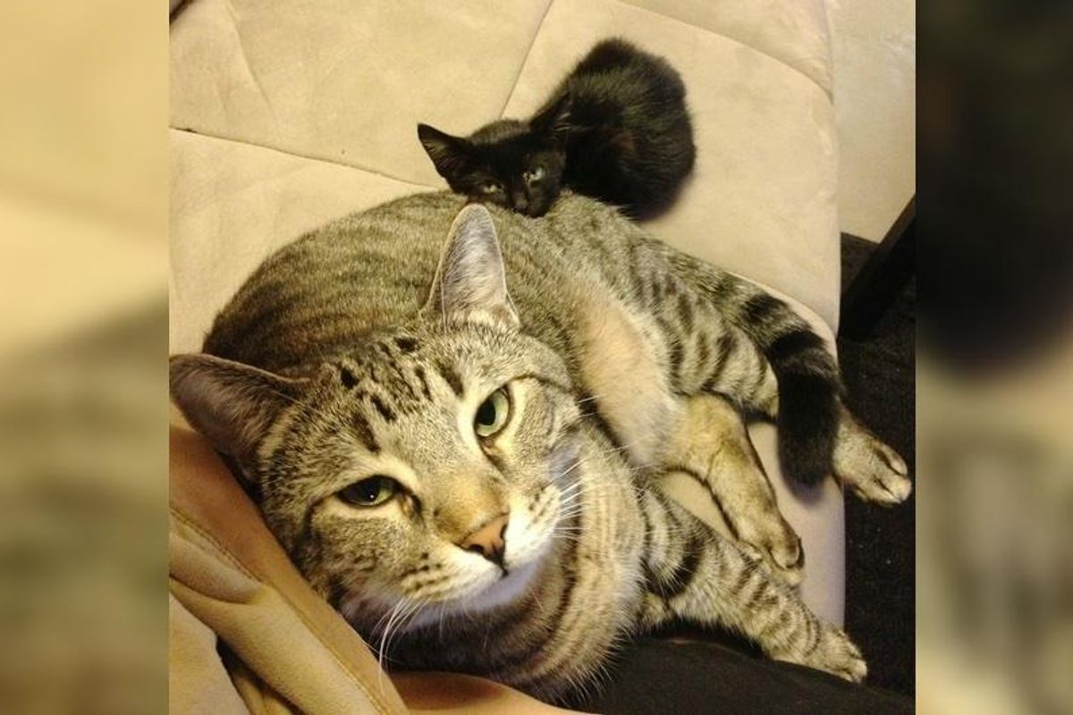 Cat Shows Stray Kitten the Same Love He Received When He was Rescued 3 Years Ago...