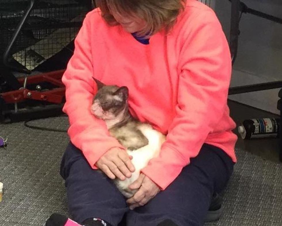 Woman Takes A Chance On A Forgotten Siamese And Bri