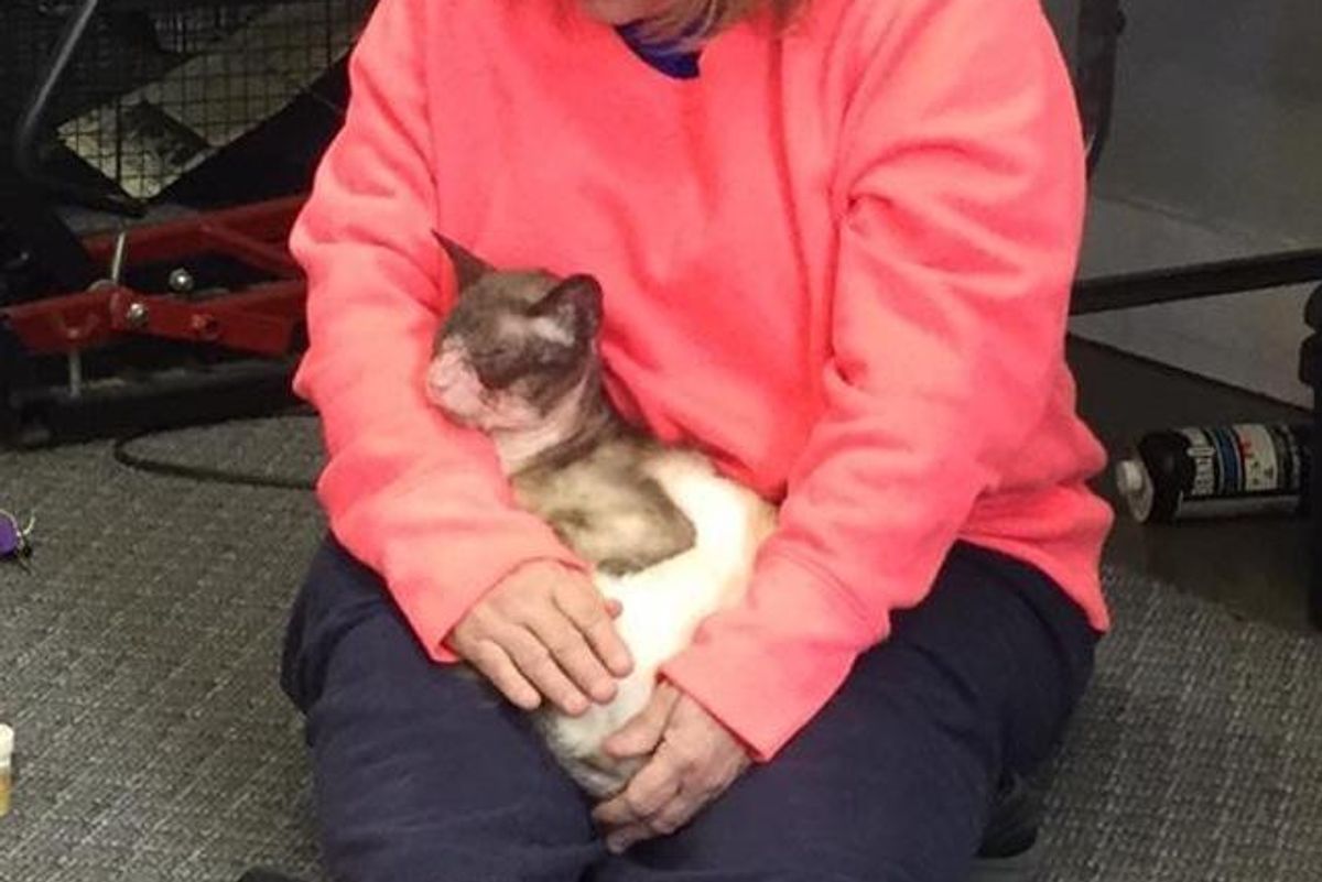 Woman Takes a Chance on a 'Forgotten' Siamese and Brings Back His Glorious Self...