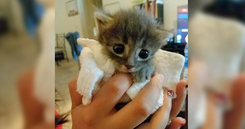 kitten incubator kitten incubator
