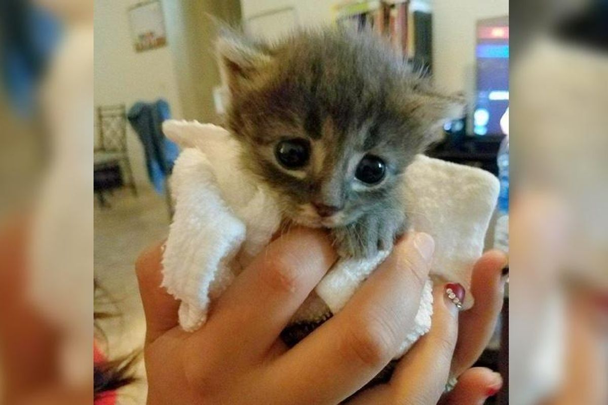 Tiny Orphaned Kitten Wouldn't Stop Purring After He was Saved from Near Death...