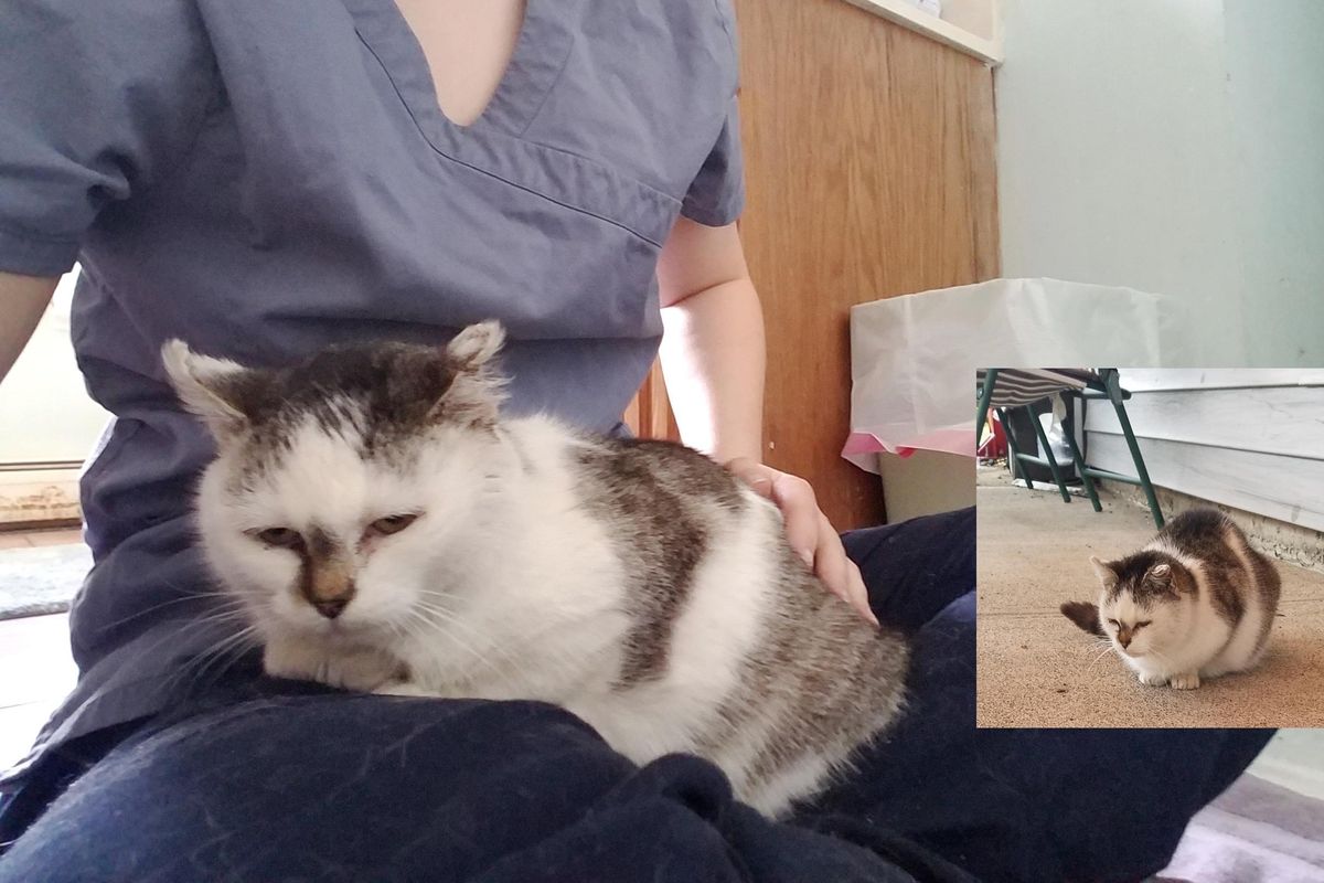 Cat Found Outside Bagel Shop Clings to Her Rescuer After She Saved Her Life…