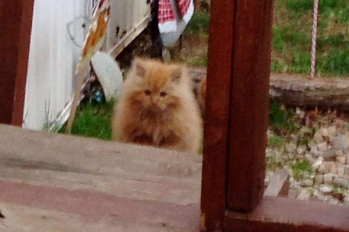 Fluffy Kitten Shows Up in Yard Looking for Food, His Life is About To Change Forever.