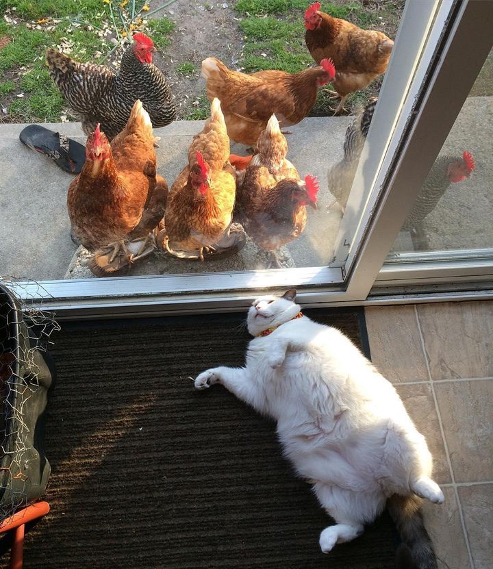 Chickens are fixated on this cat, but he doesn't know why