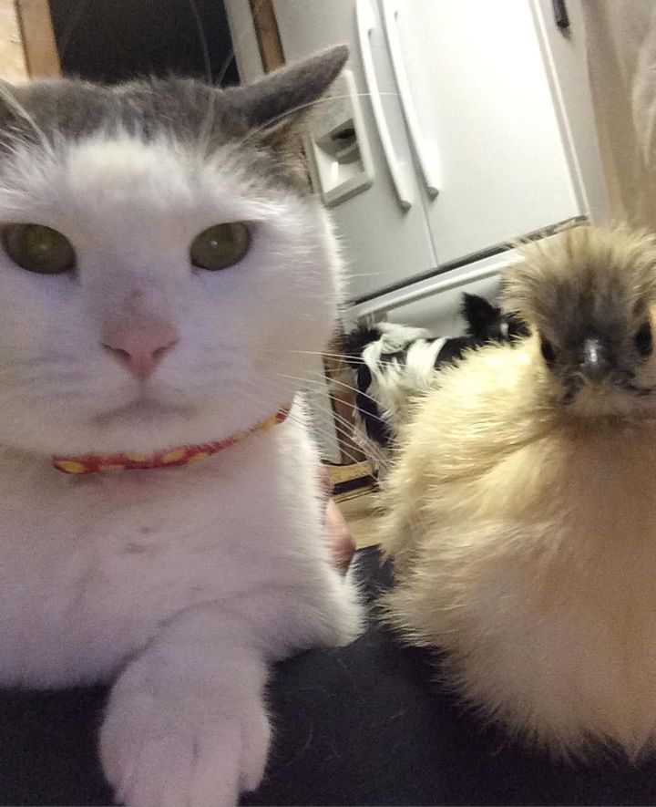 Chickens are fixated on this cat, but he doesn't know why