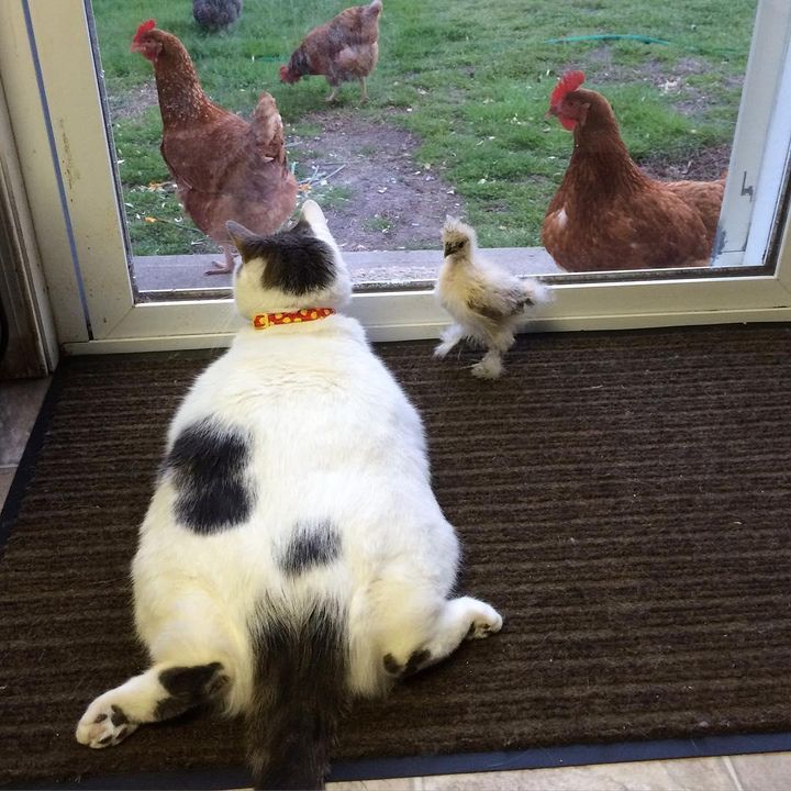 Chickens are fixated on this cat, but he doesn't know why