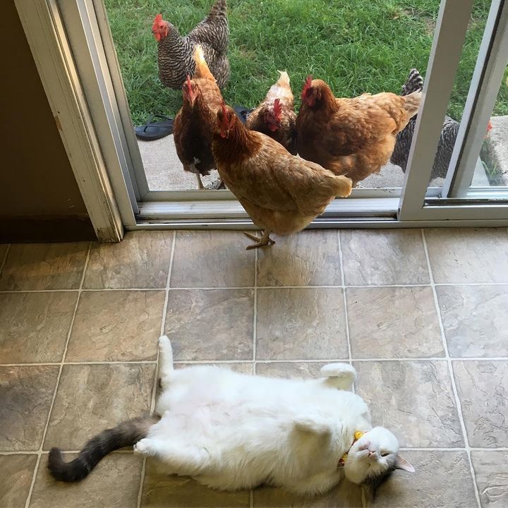 Chickens are fixated on this cat, but he doesn't know why