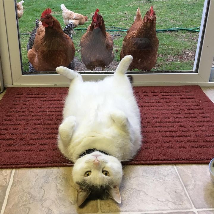 Chickens are fixated on this cat, but he doesn't know why