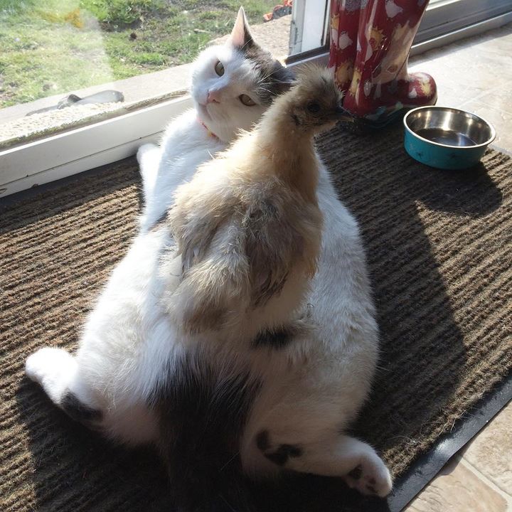 Chickens are fixated on this cat, but he doesn't know why