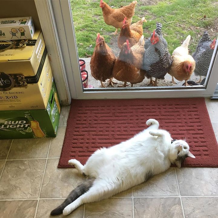 Chickens are fixated on this cat, but he doesn't know why