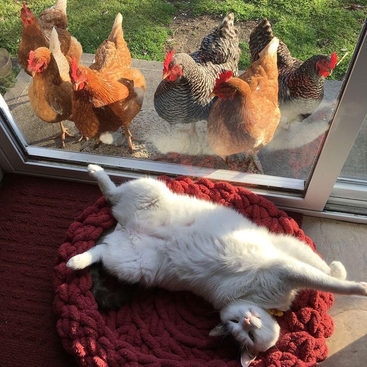 Chickens are fixated on this cat, but he doesn't know why