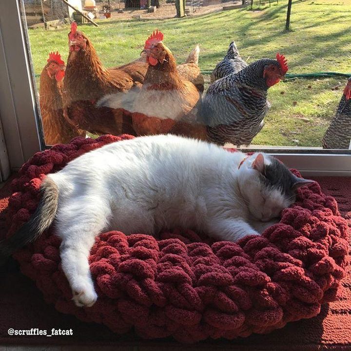 Chickens are fixated on this cat, but he doesn't know why