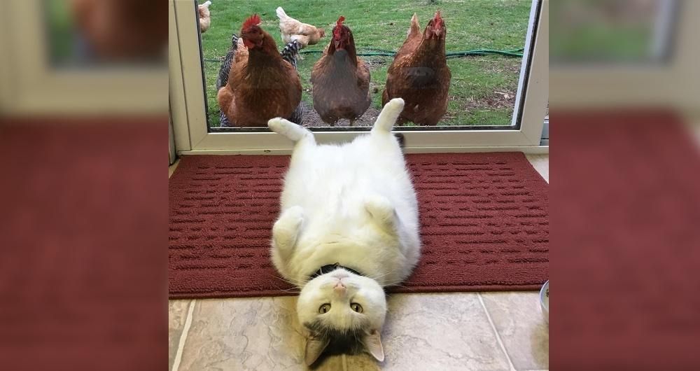 Кошки любовь. Позитивные животные. Милые домашние животные. Кот привет. Смешной кот.