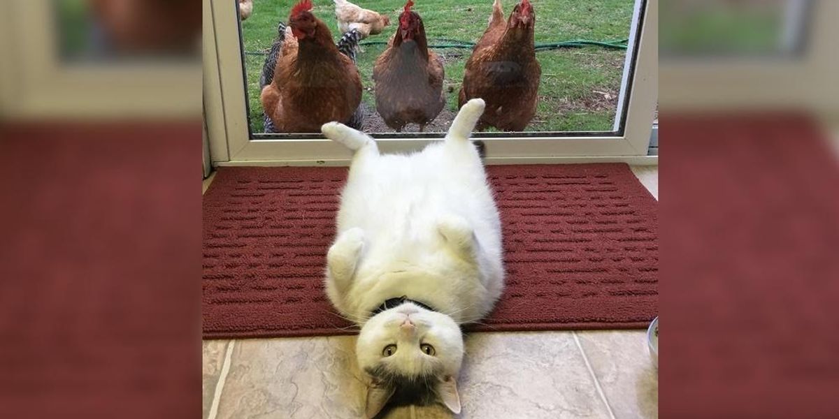 This Cat Has No Idea Why Chickens Are So Obsessed With Him... (More