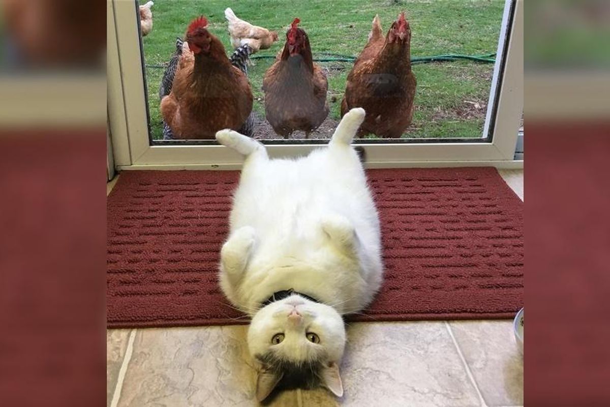 This Cat Has No Idea Why Chickens Are So Obsessed With Him... (More photos)