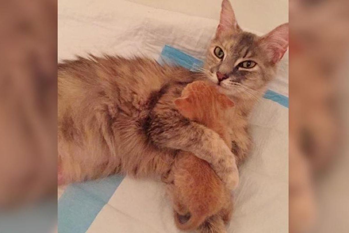 Heartbroken Cat Finds Happiness When She Becomes Mom to Orphaned Kitten In Need of Love...