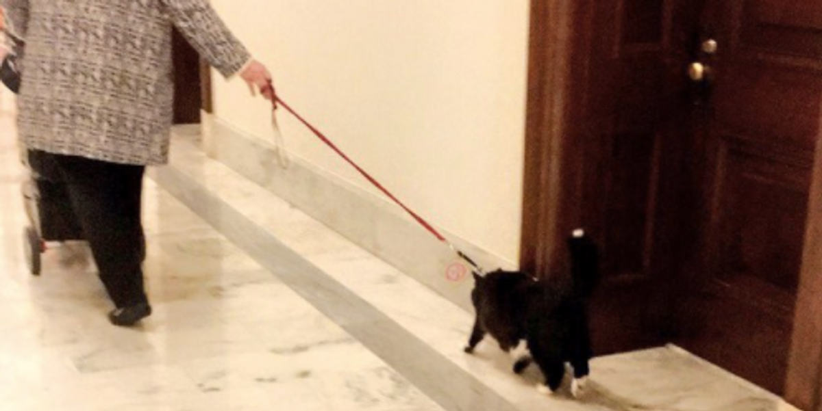 A Nameless Hero Walked a Cat On a Leash In the Senate Building