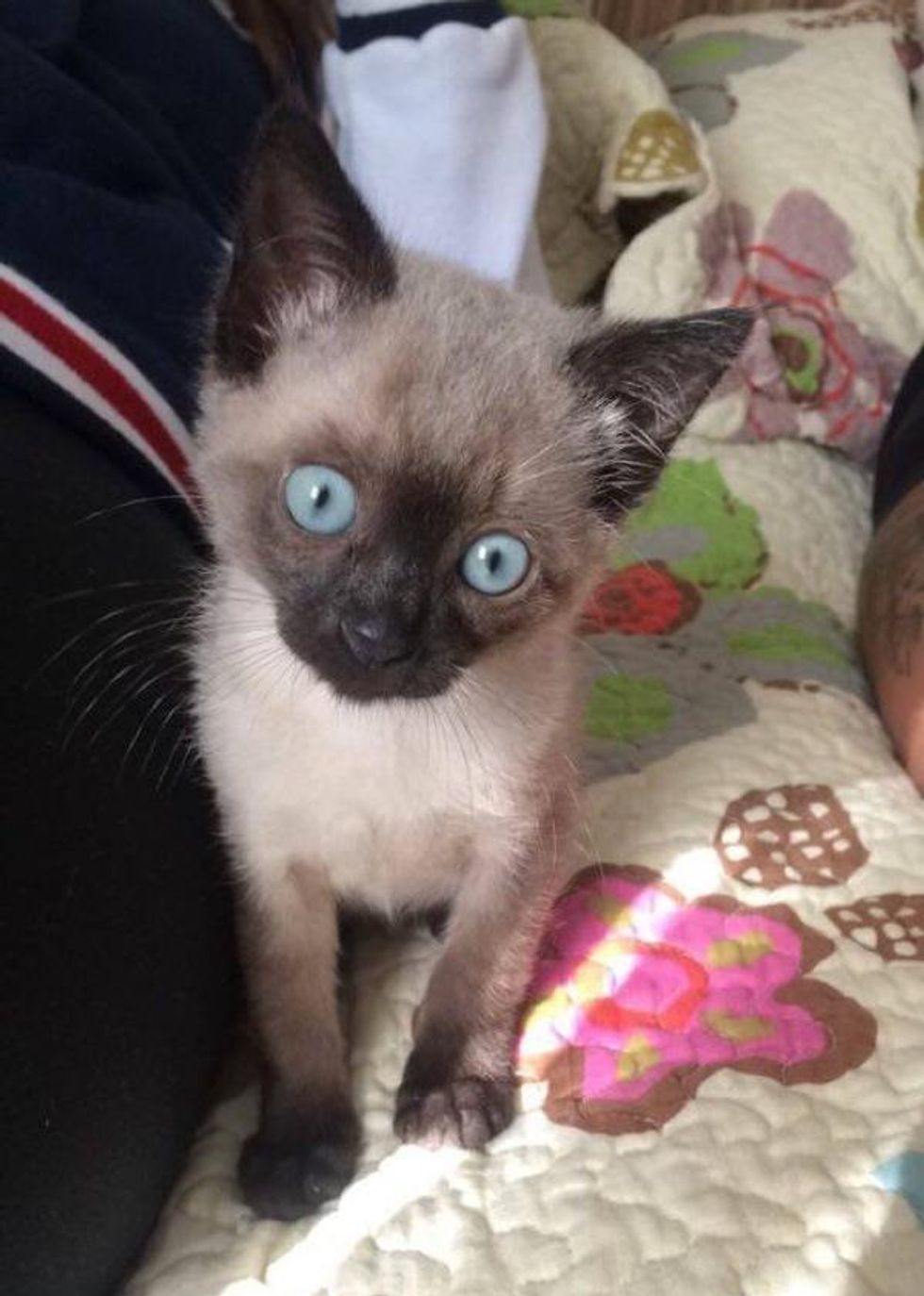 Woman Hears Faint Meows and Finds Tiniest Kitten Fighting for His Life ...