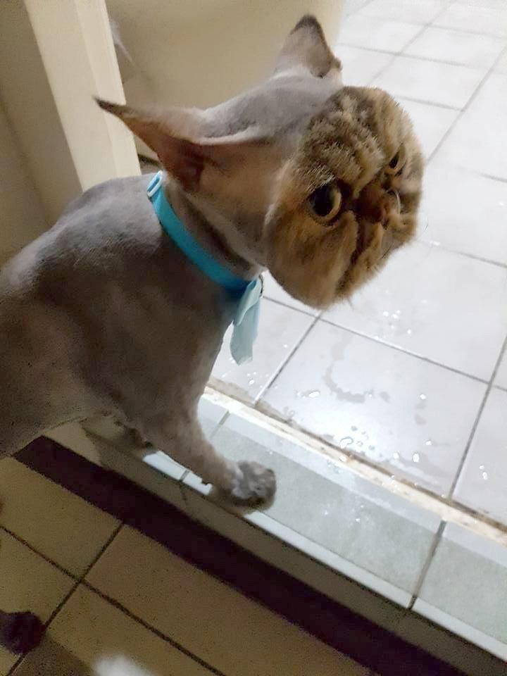 persian cat no hair