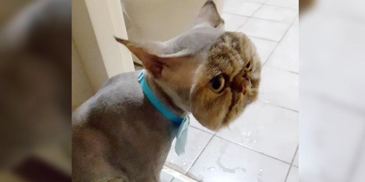 This is my cat Chips. He got a bad haircut. aww