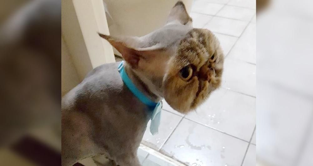 Persian Cat Goes To Get Haircut But Comes Back With An Unexpected Look   Img 