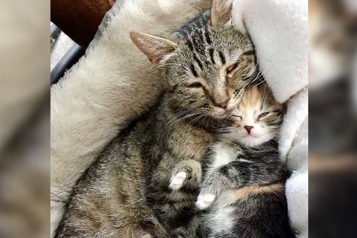 Stray Cat Mom Brings Her Single Kitten to Man Who Saved Her Life...