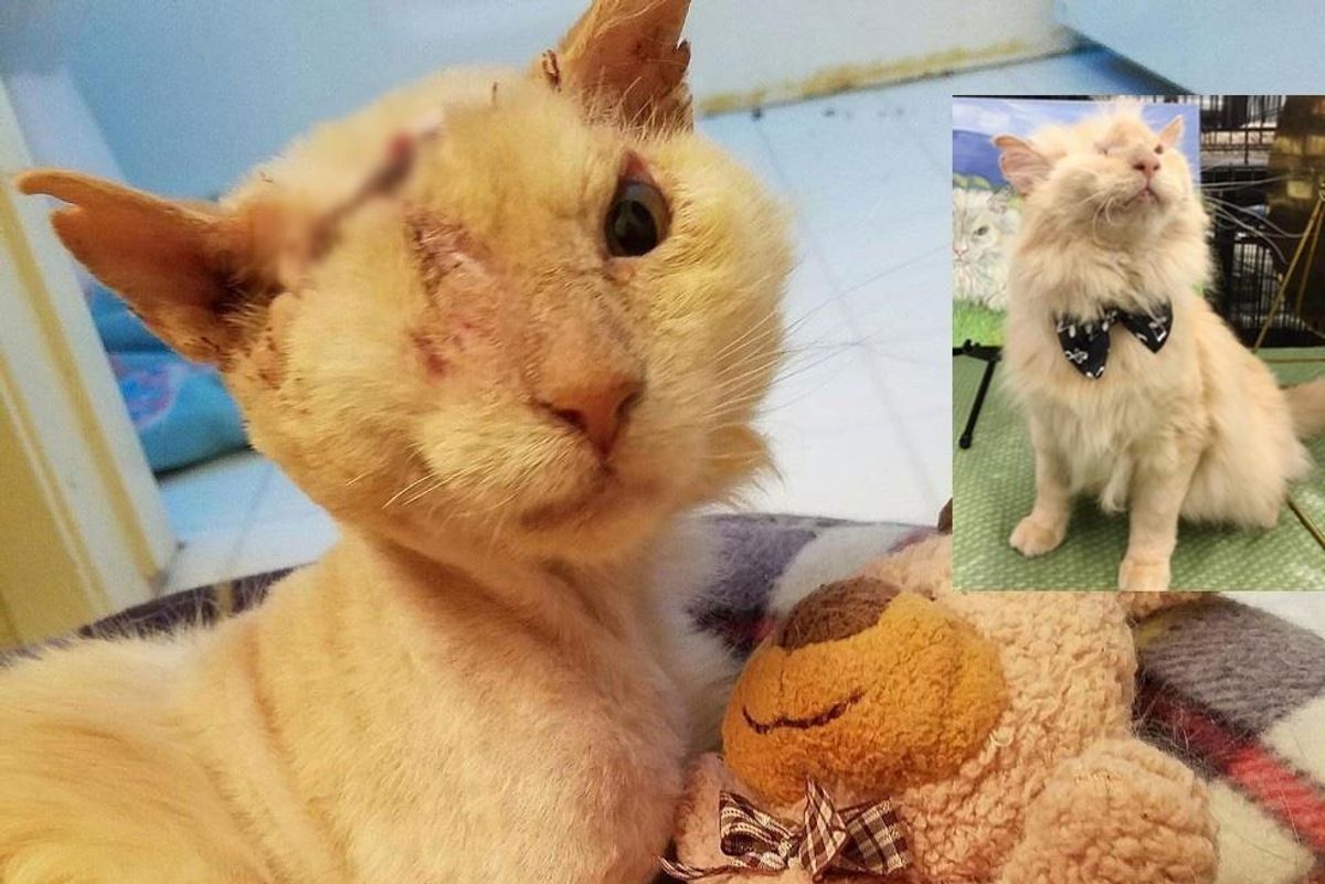 His Friendliness Almost Cost Him His Life, But This Cat Continues to Love and Trust.. (with Updates)