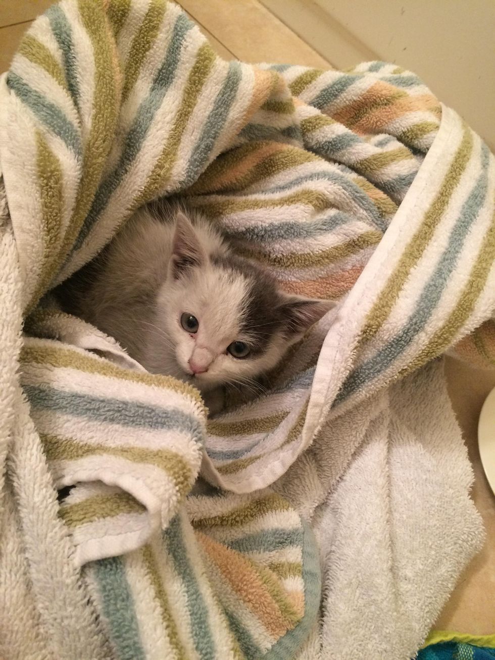 They Save Kitten From Car Engine And Turn Him Into Lovable Couch