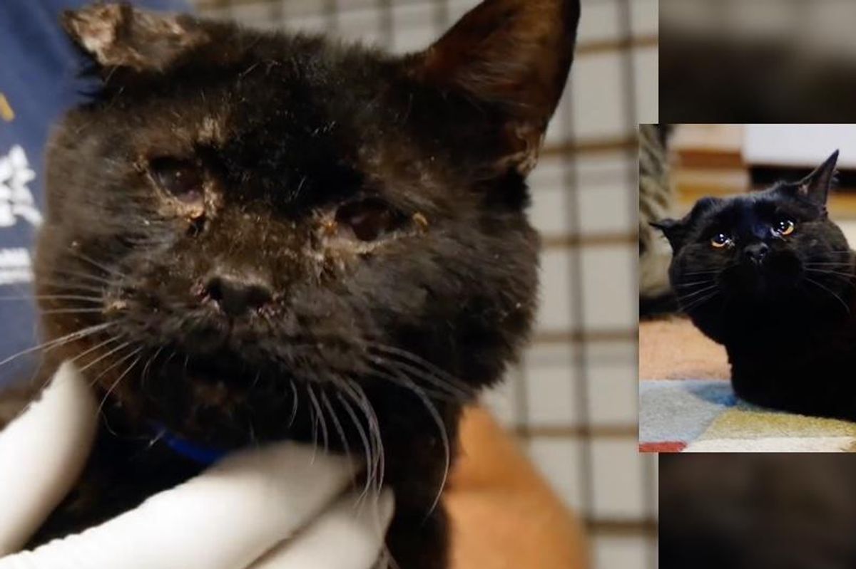 Cat Was in Such Bad Shape, They Called Him "Train-wreck", Now After Rescue...