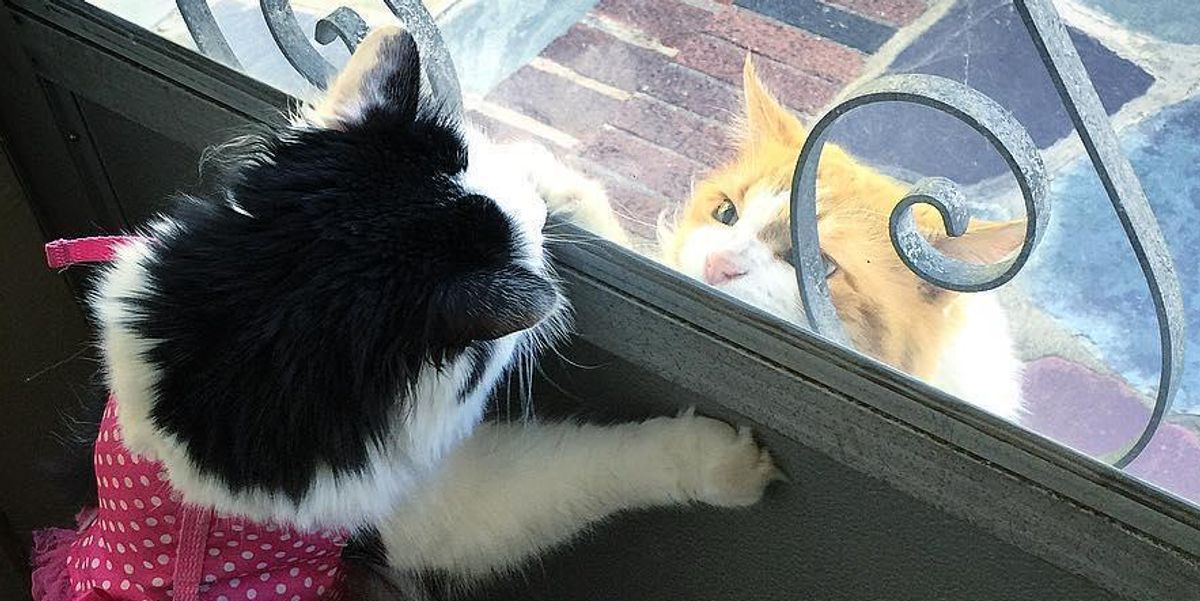 Neighbor's Cat Comes to See His Dream Girl Almost Every Day For Two