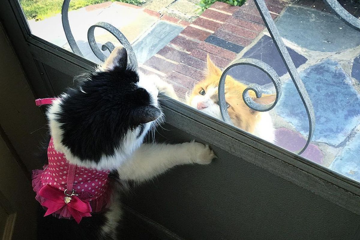 Neighbor's Cat Comes to See His Dream Girl Almost Every Day For Two Years...