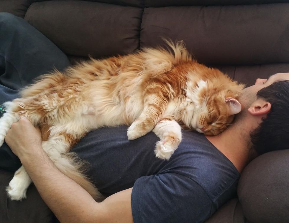 Cat Can Barely Contain His Fluff, May Be the Longest Cat in the World ...