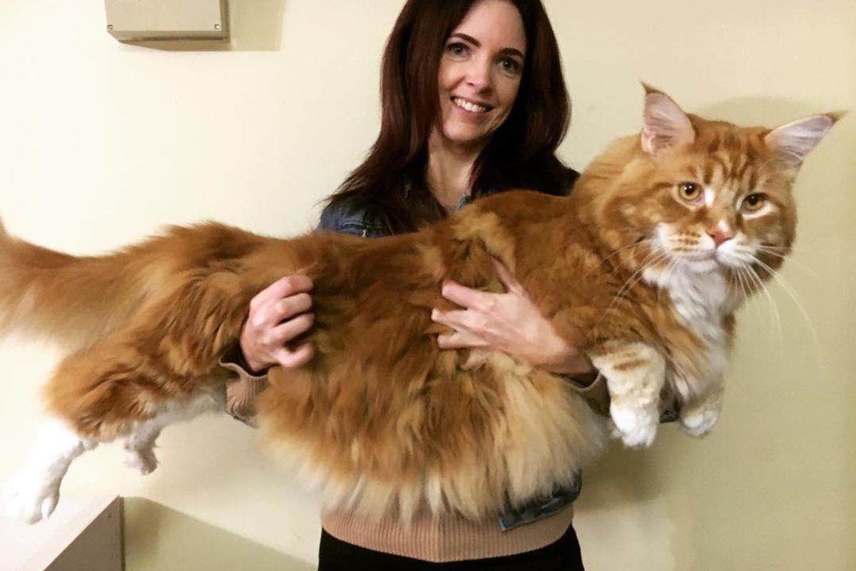 Cat Can Barely Contain His Fluff, May Be the Longest Cat in the World.. (More Photos)