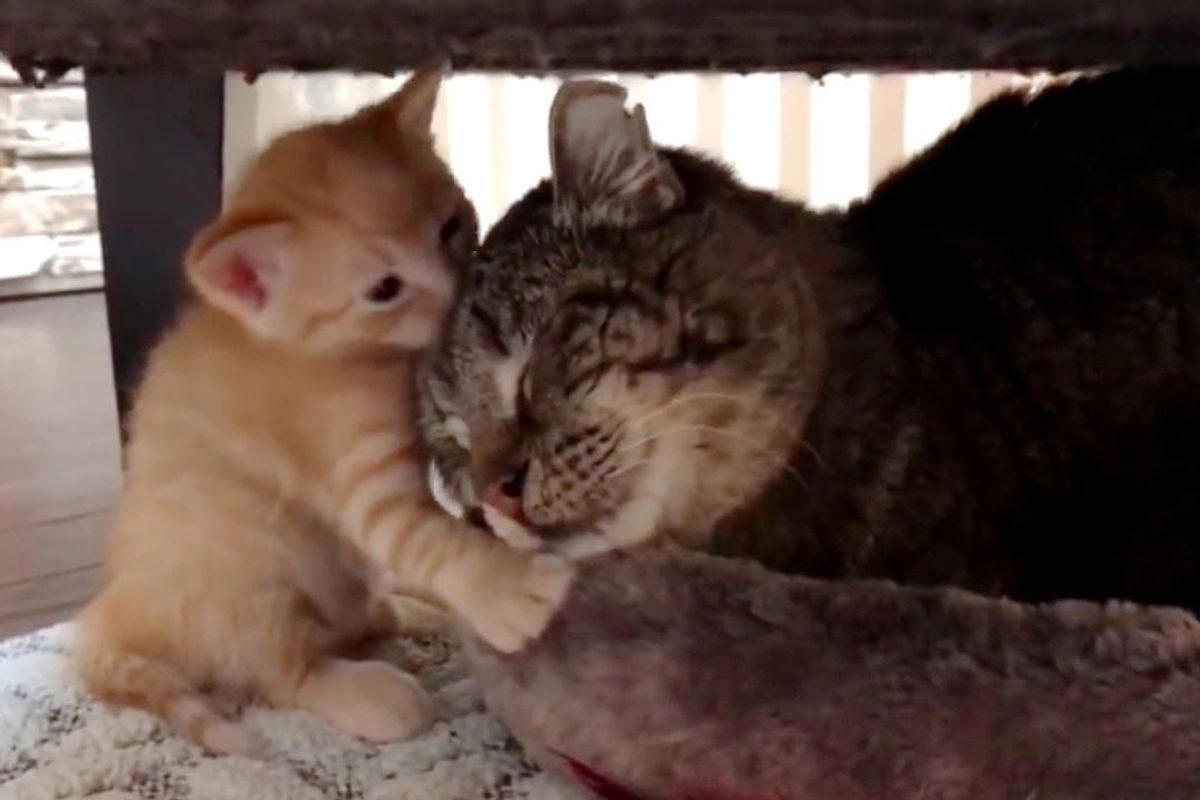 Fierce Feral Cat Meets Foster Kittens and Something Remarkable Happens...