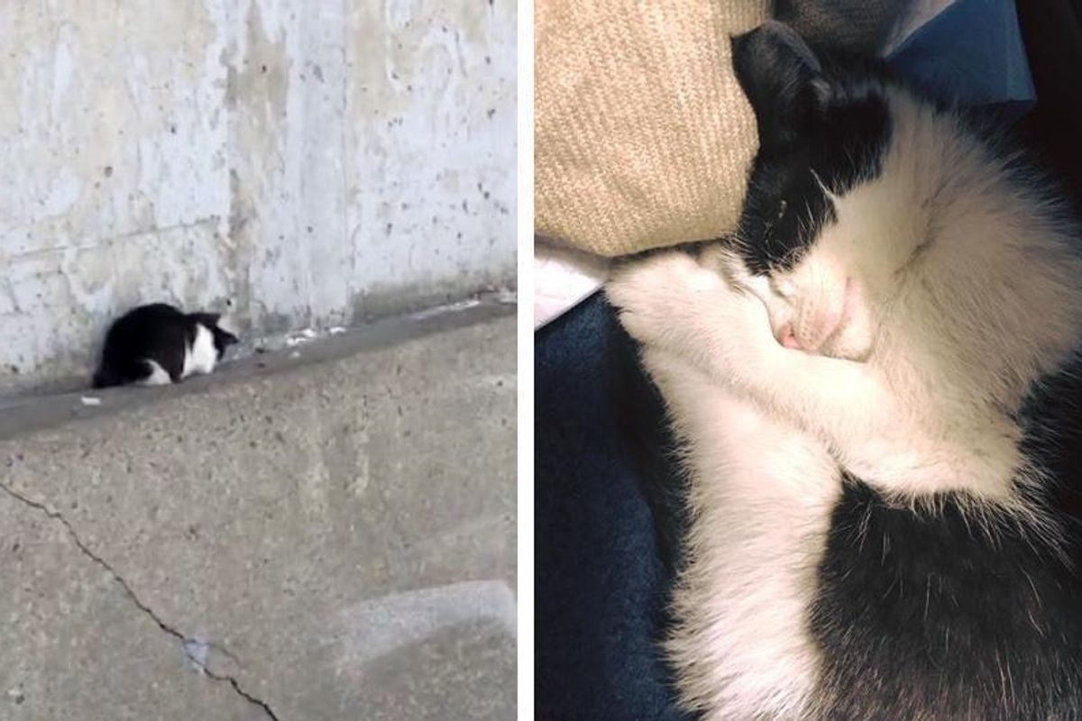 Woman Goes to Rescue Shelter Kitten But Finds Another One Stranded on Highway...
