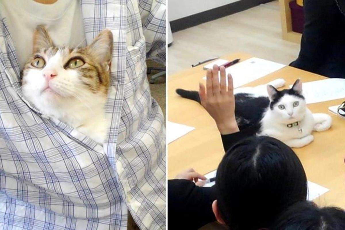This Company Pays Their Employees for Every Cat They Rescue...