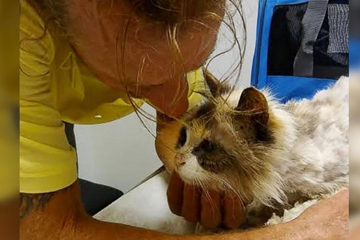 Man Burst Into Tears When He Found His 20-year-old Beloved Deaf Cat...