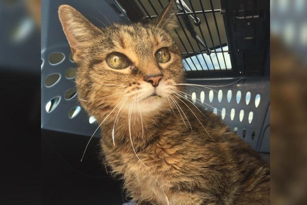 Woman Busted 20 Year Old Cat Out of Shelter After a Month in Cage…