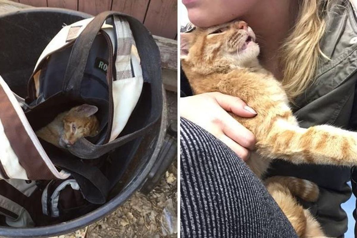 Cat Found in Backpack Can't Stop Thanking His Rescuers After They Saved Him from Near Death...