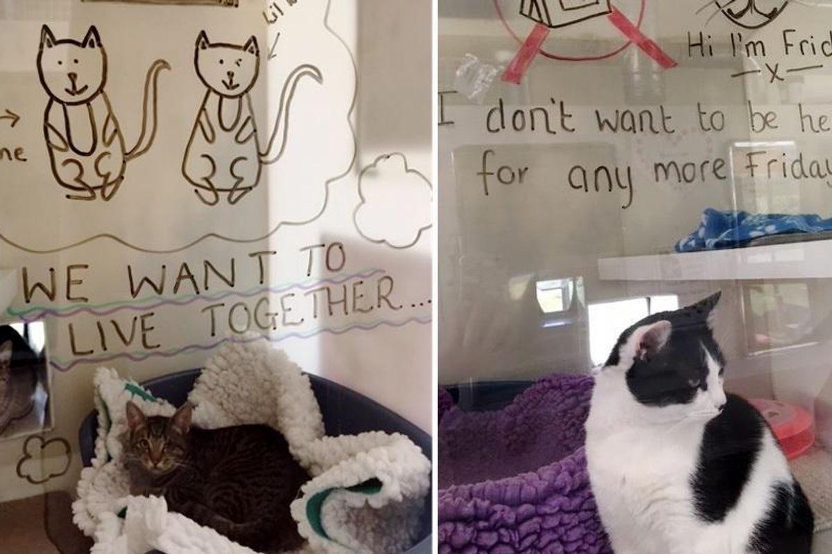 Shelter Illustrates Thoughts for Cats to Help Them Find Their Forever Humans…