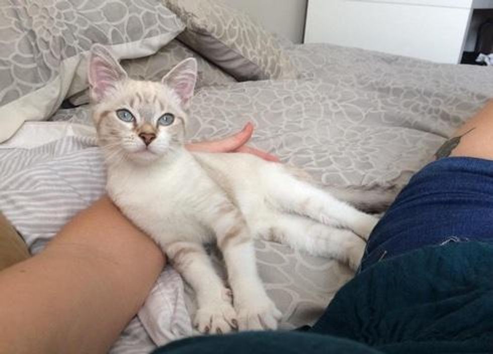 Vet Nurse Tries Not to Get Attached to Stray Kitten But the Kitty Has a