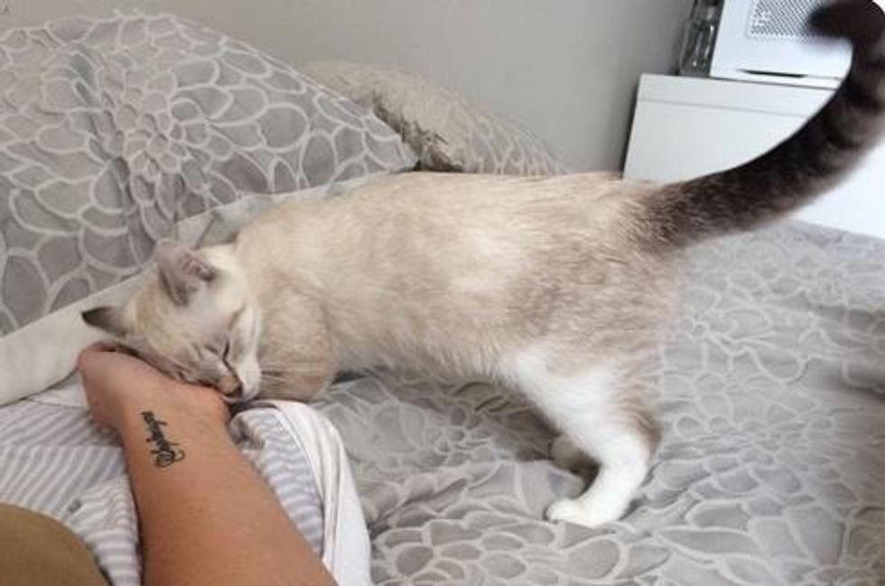 Vet Nurse Tries Not to Get Attached to Stray Kitten But the Kitty Has a