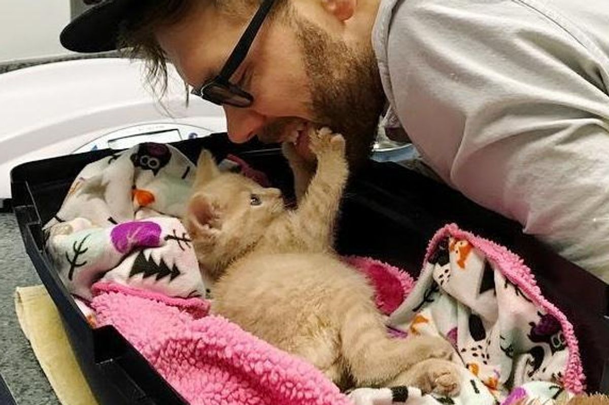Paralyzed Kitten Surprises Everyone When She Regains Mobility After Vets Said She Would Never Recover.