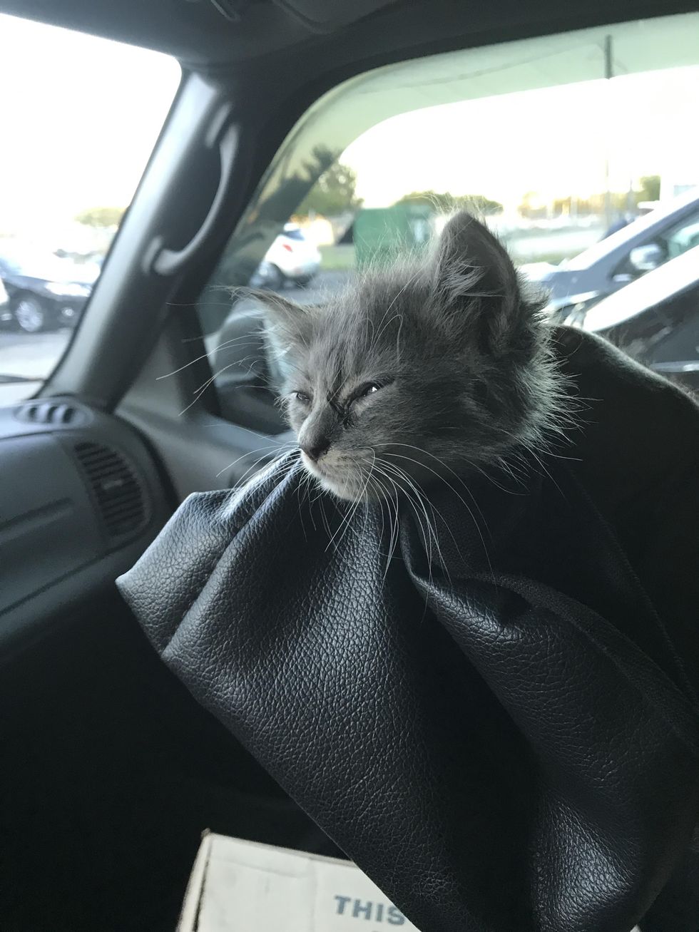 Man Saves Kitten from Car Engine, His Boxer Refuses to Leave His Side