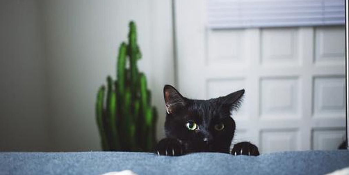 prevent cat from scratching furniture Topdust