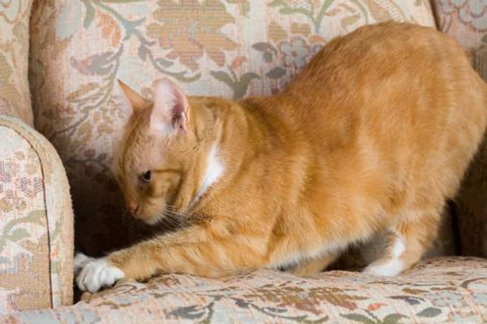 Prevent Cat From Scratching Furniture Topdust