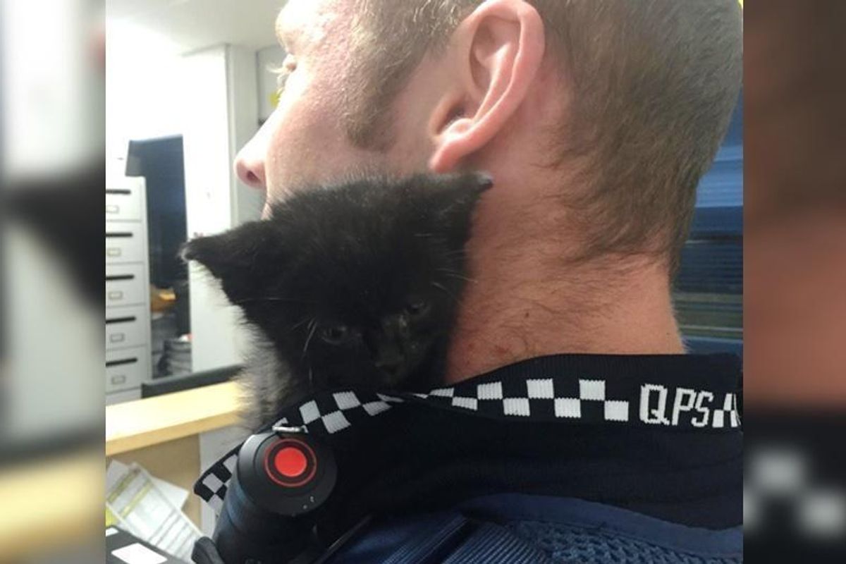 Tiny Kitten Cuddles Up to His Rescuer In the Office and Offers Him Help...