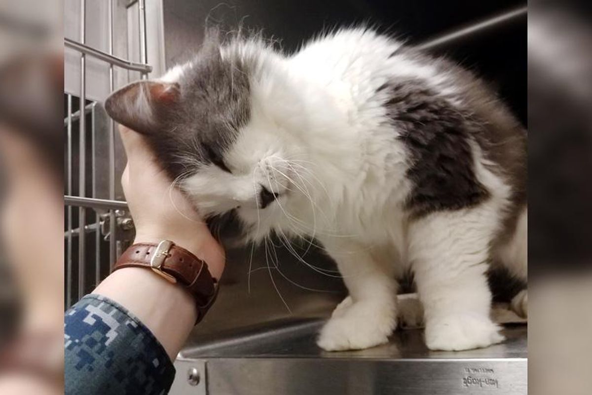 10-year-old Shelter Cat Reaches Out to Woman for Love, She Can’t Leave Him There…