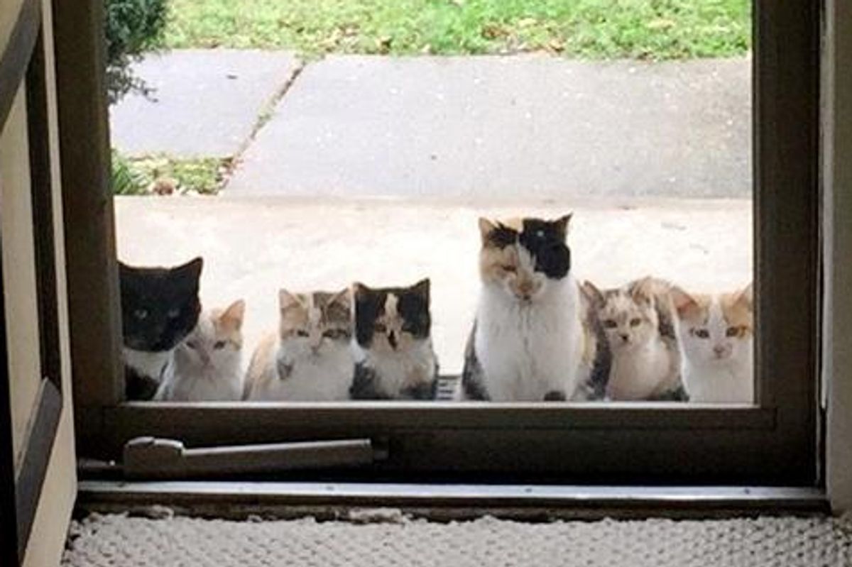 Cat Lovers Give Stray Cats Food, the Kitties Bring Their Fur Family to Their Porch... (More Photos)