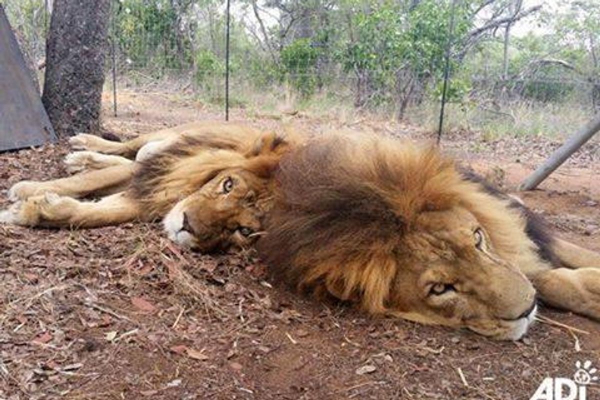 Poachers Break Into Sanctuary Brutally Take the Lives of Two Rescued Lions..